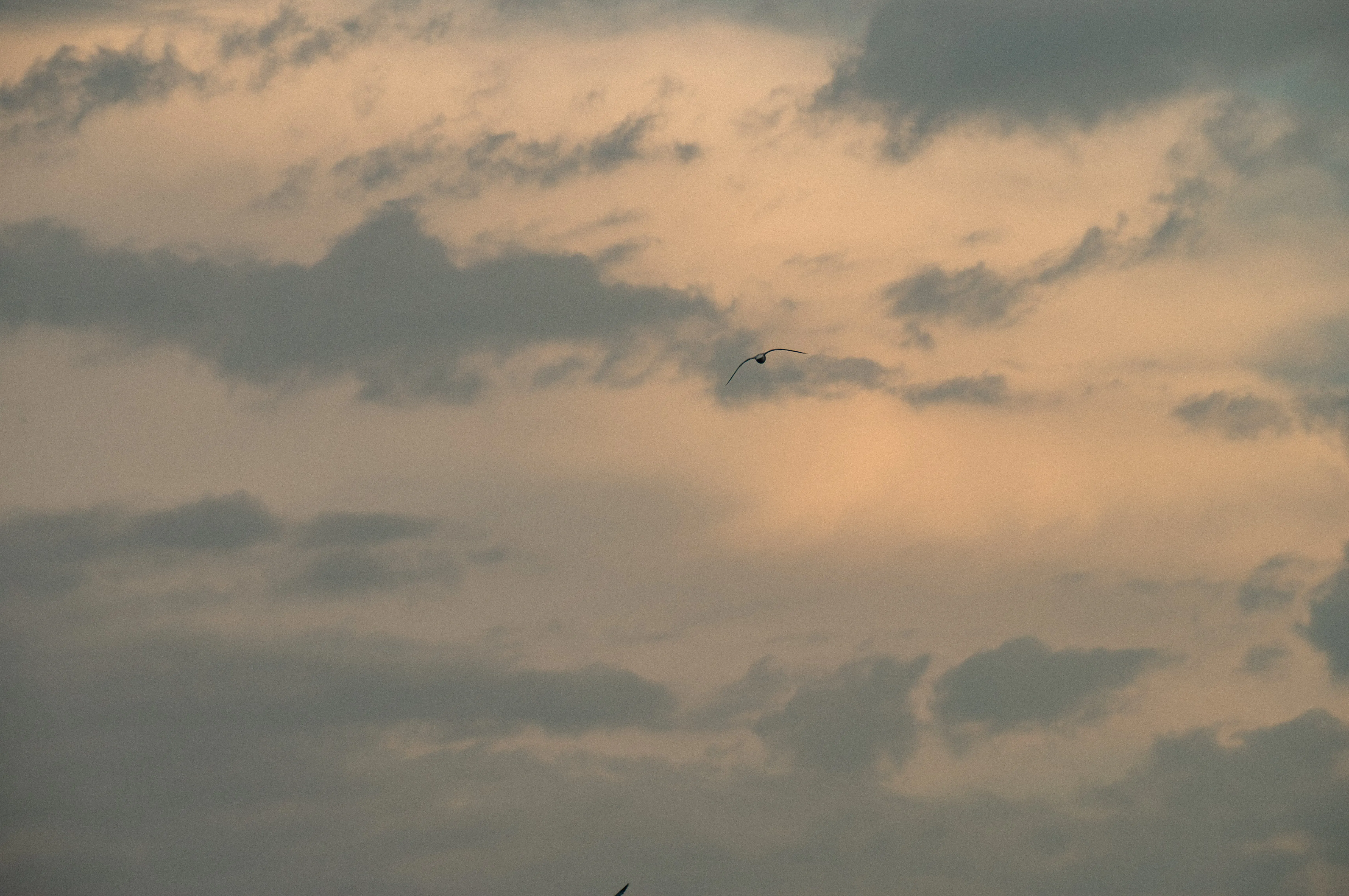 Blue Civic SI — photo 34